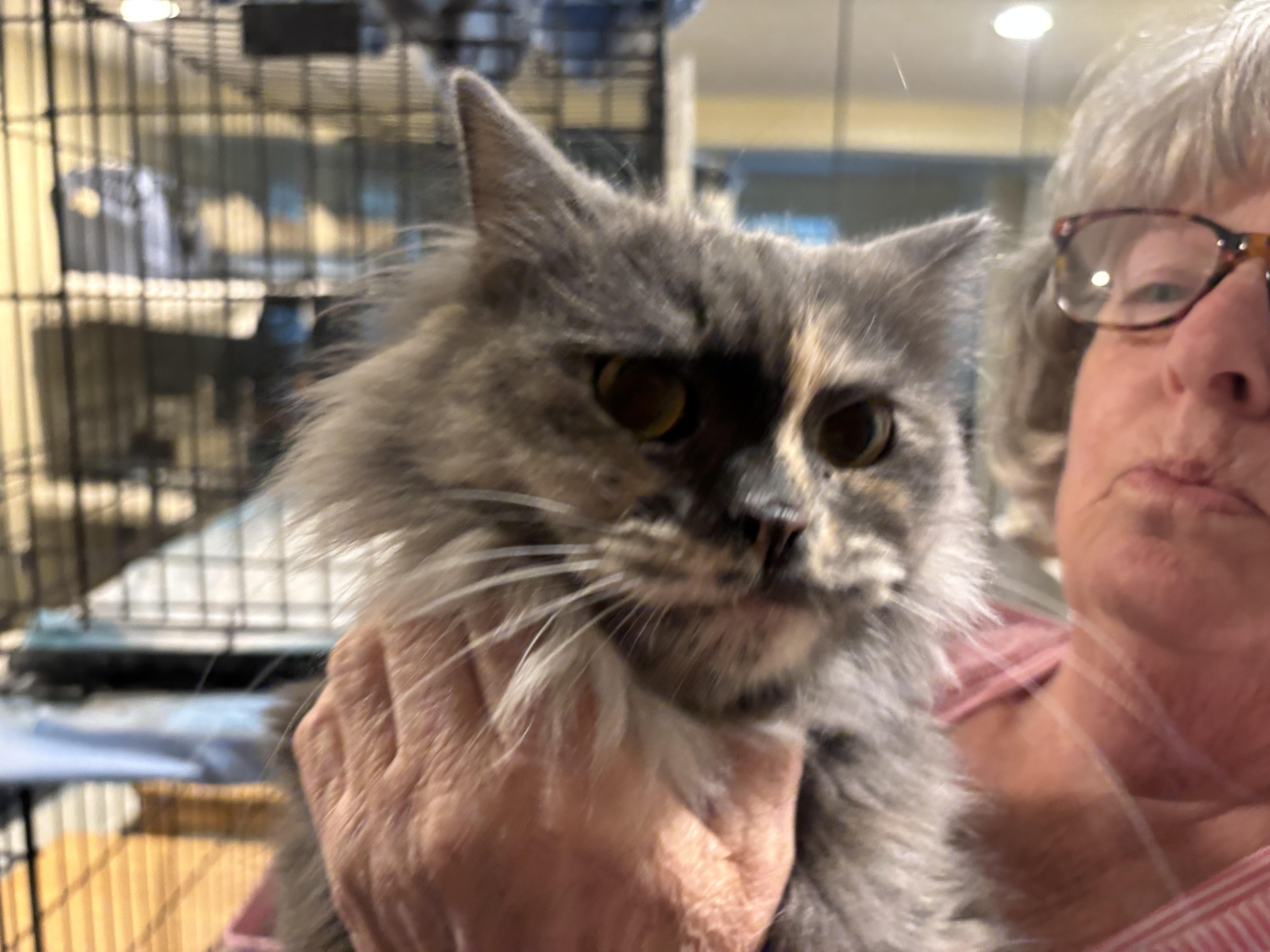 Kitty (Persian), an adoptable Persian in Fairfax, VA, 22030 | Photo Image 2
