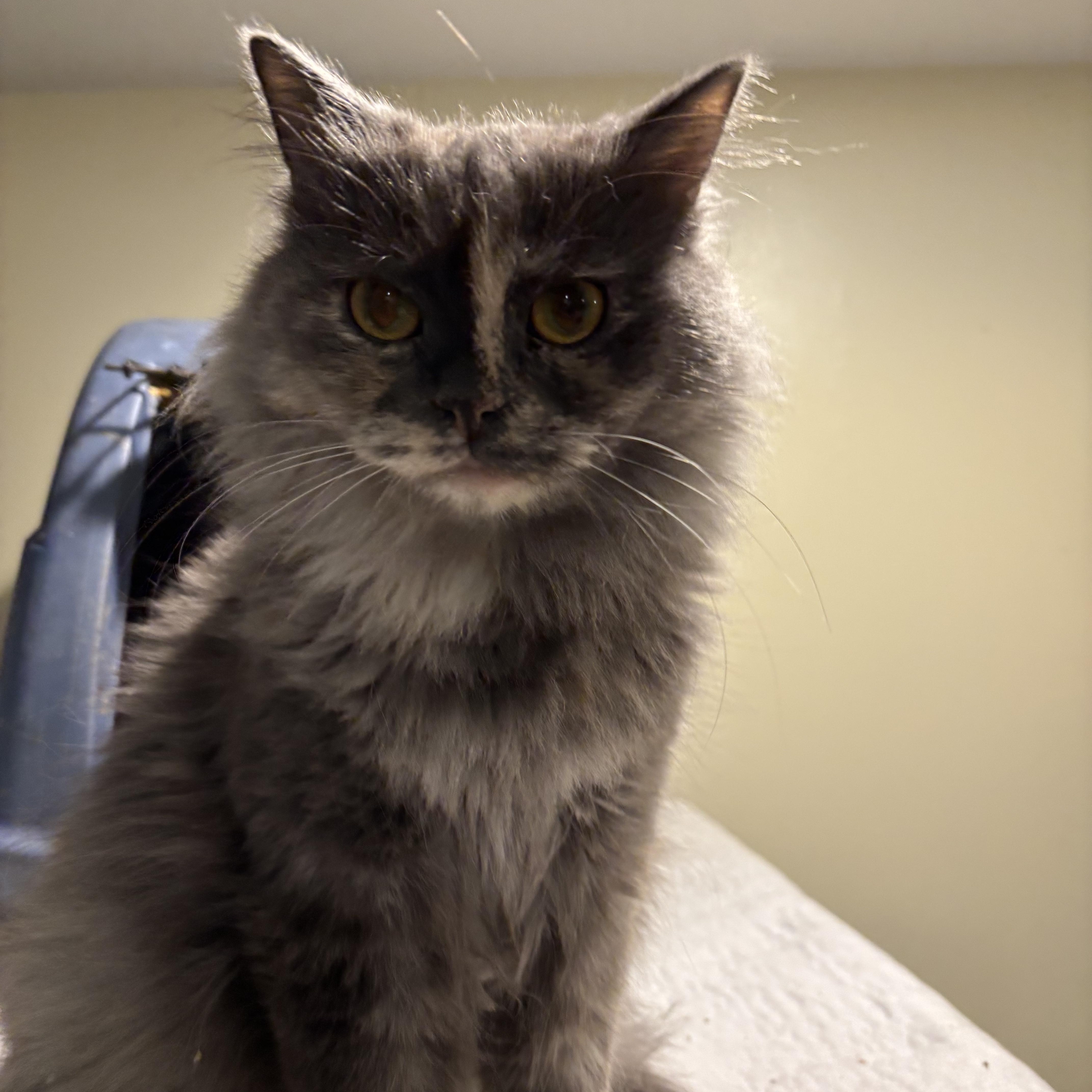 Kitty (Persian), an adoptable Persian in Fairfax, VA, 22030 | Photo Image 4