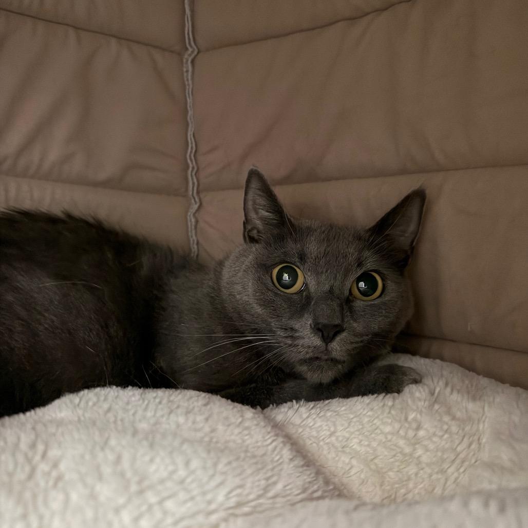 Jean Gray, Adoptable, Adult Female Domestic Short Hair.