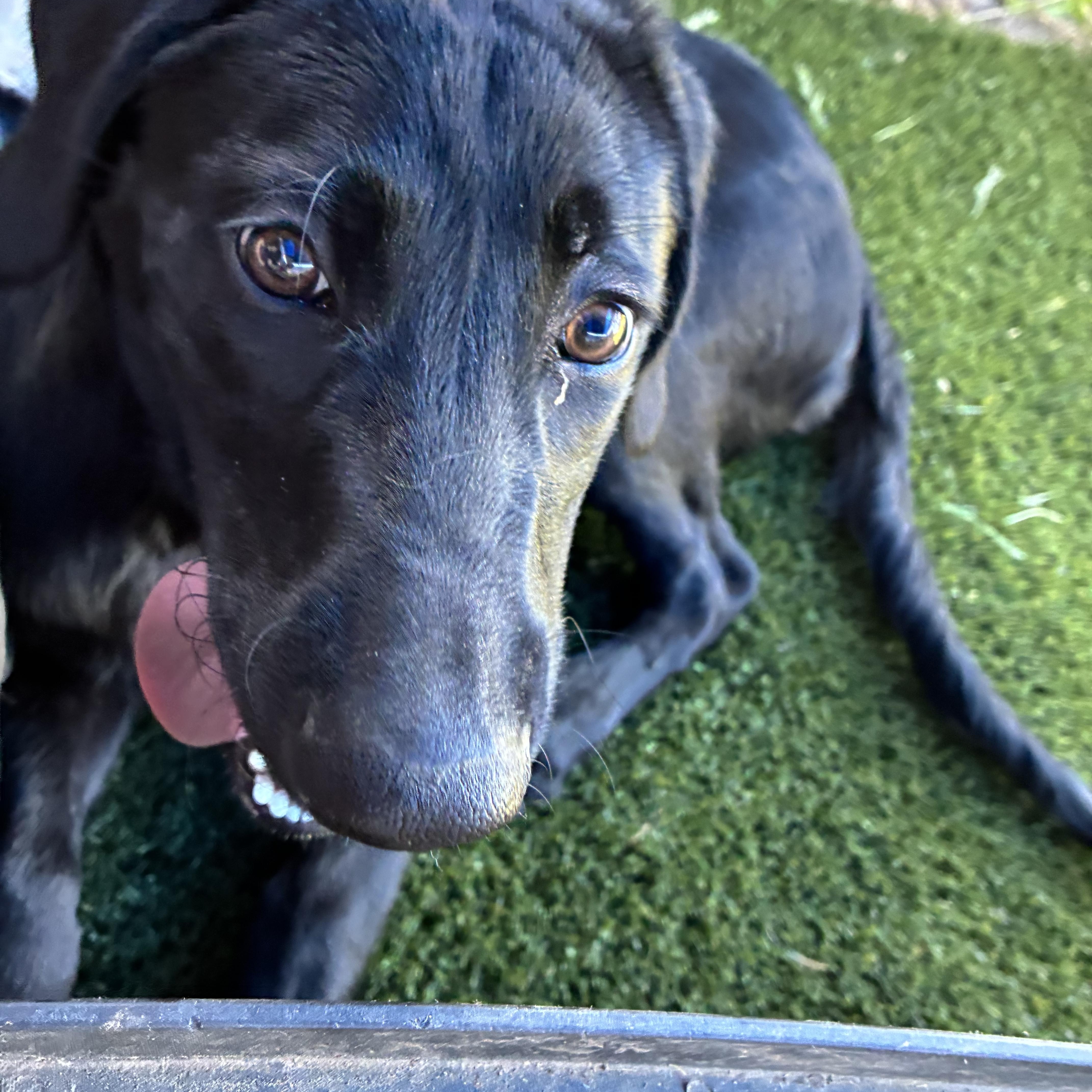 Shadow, an adopted Mixed Breed in Bonners Ferry, ID image 5/5