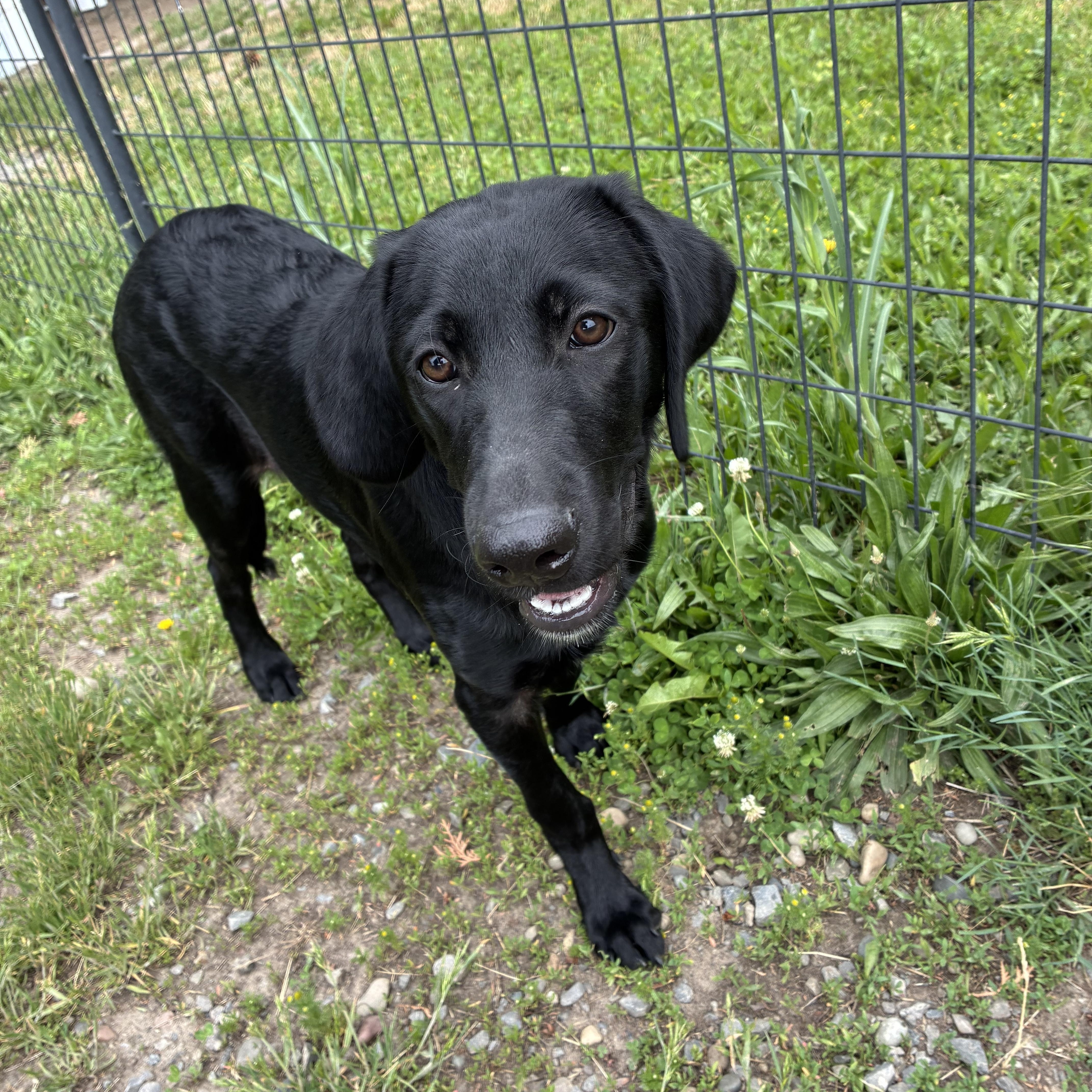 Shadow, adopted, Young Female Mixed Breed.