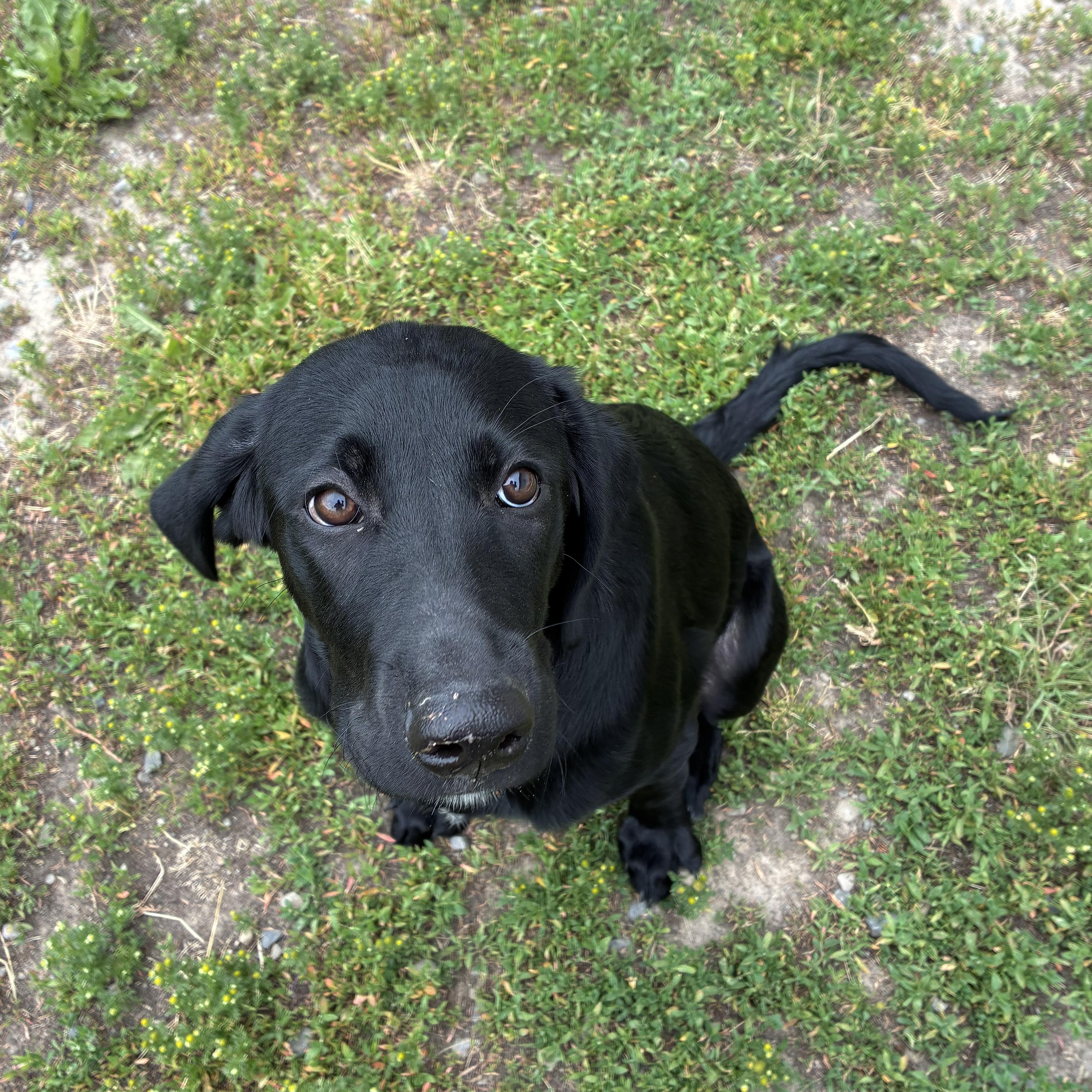 Shadow, an adopted Mixed Breed in Bonners Ferry, ID image 3/5