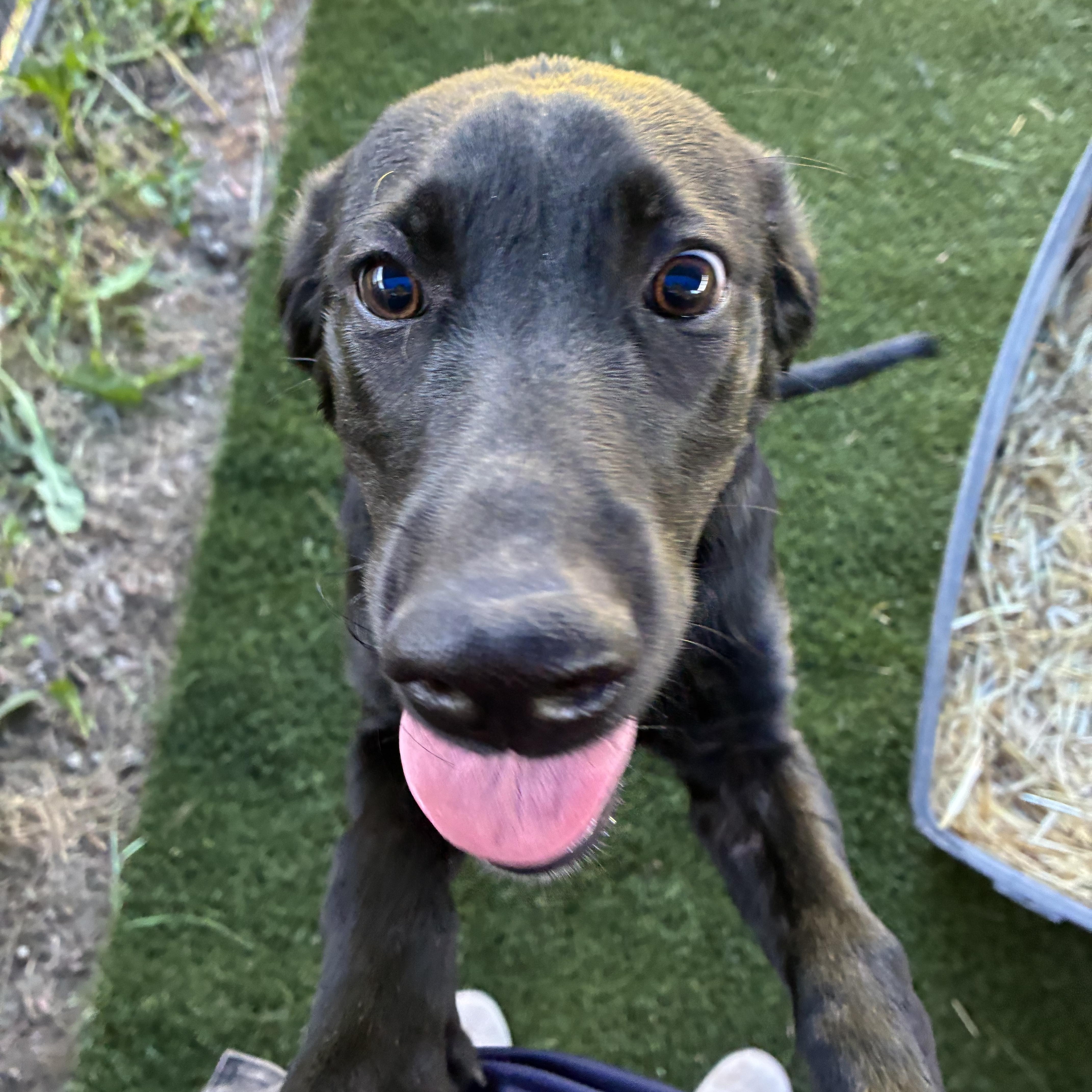 Shadow, an adopted Mixed Breed in Bonners Ferry, ID image 4/5
