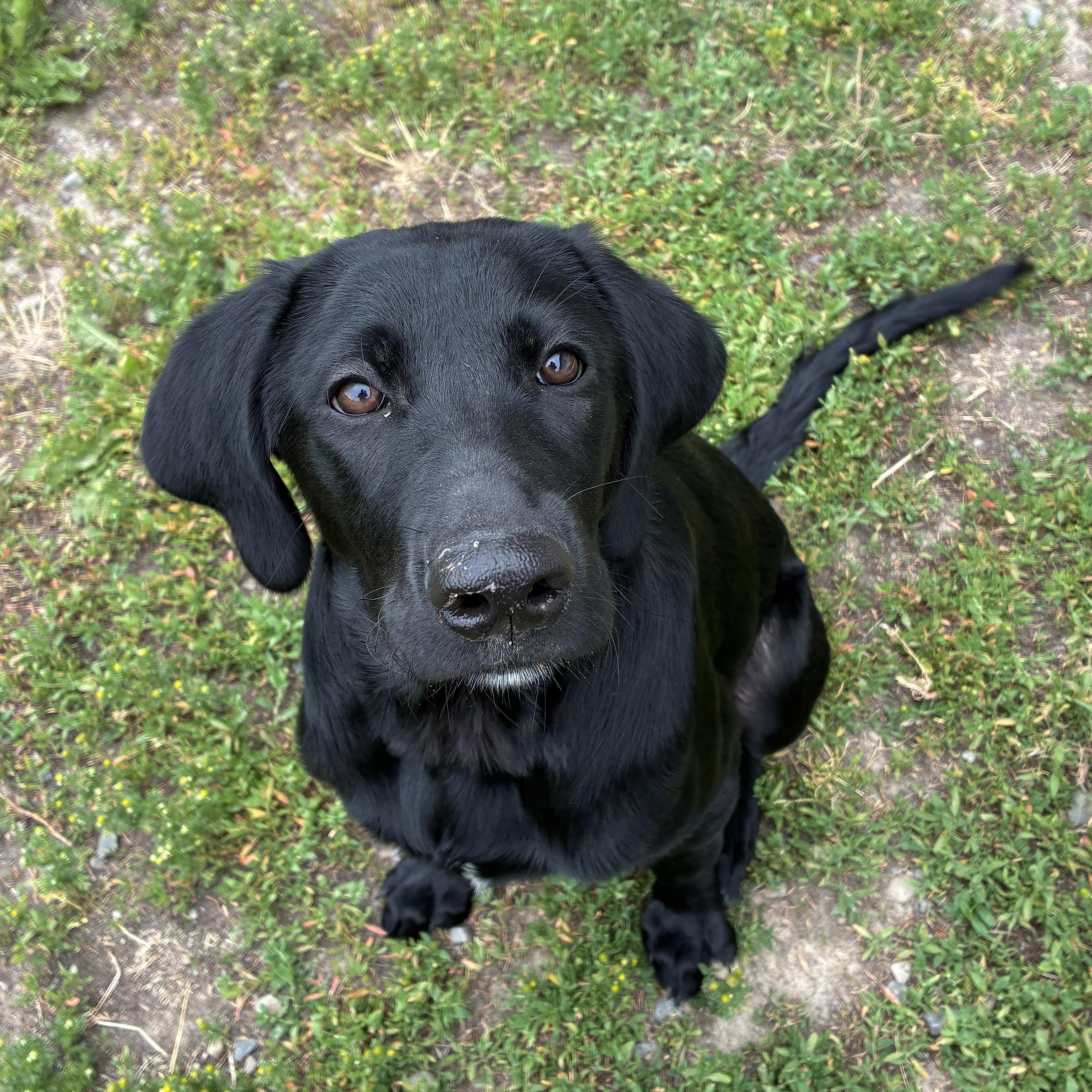 Shadow, an adopted Mixed Breed in Bonners Ferry, ID image 2/5