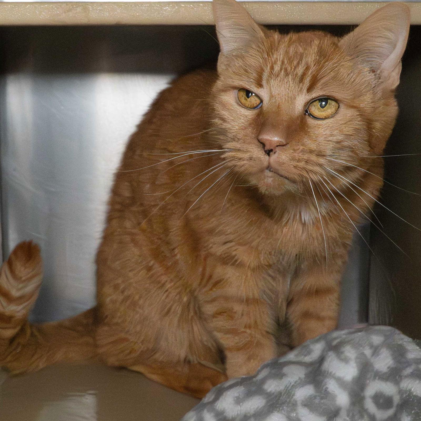 Enlarge Ginger, a Adoptable Domestic Short Hair in Wilmington, NC image 1/1