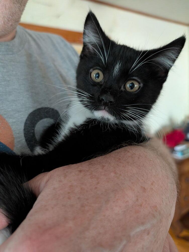 Spice, Adoptable, Kitten Male Domestic Short Hair.