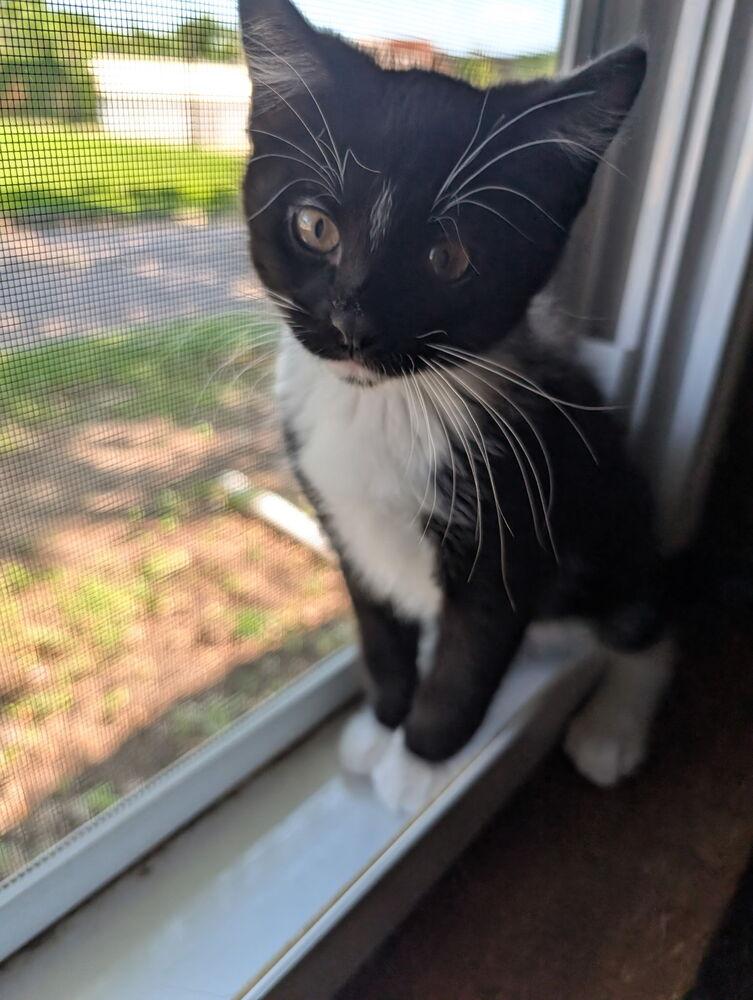 Enlarge Spice, a Adoptable Domestic Short Hair in Topeka, KS image 2/4