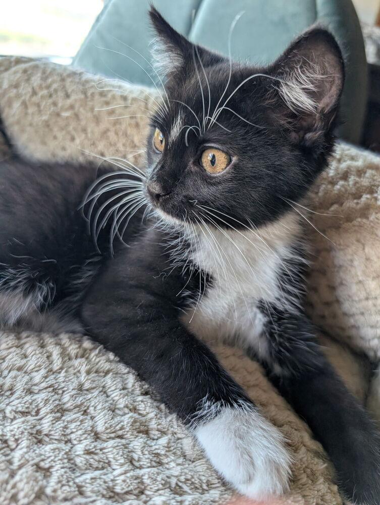 Enlarge Spice, a Adoptable Domestic Short Hair in Topeka, KS image 3/4