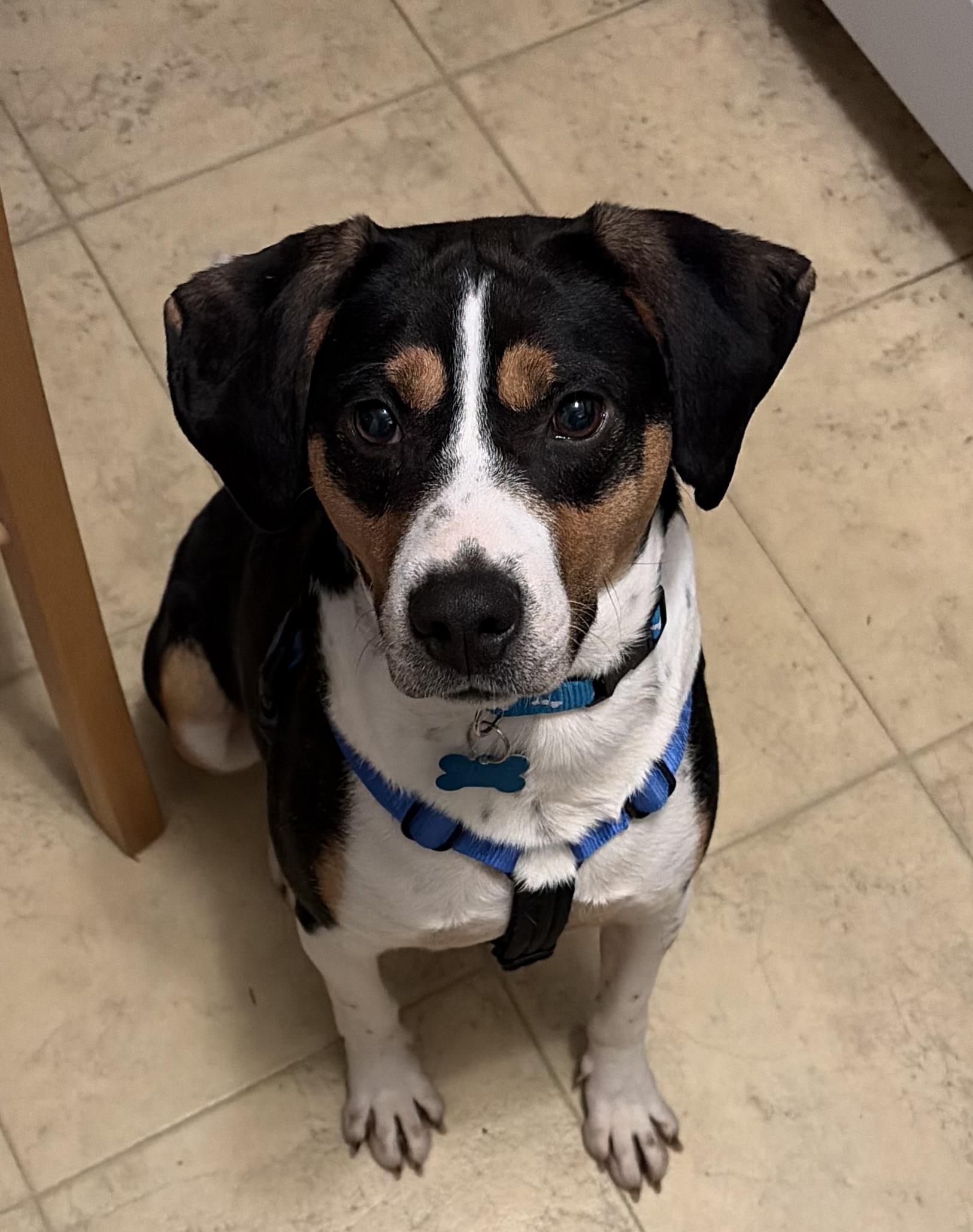 Obo, adopted, Young Male Hound.