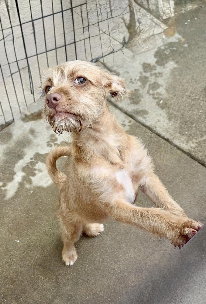 Skylar, Adoptable, Puppy Female Mixed Breed.