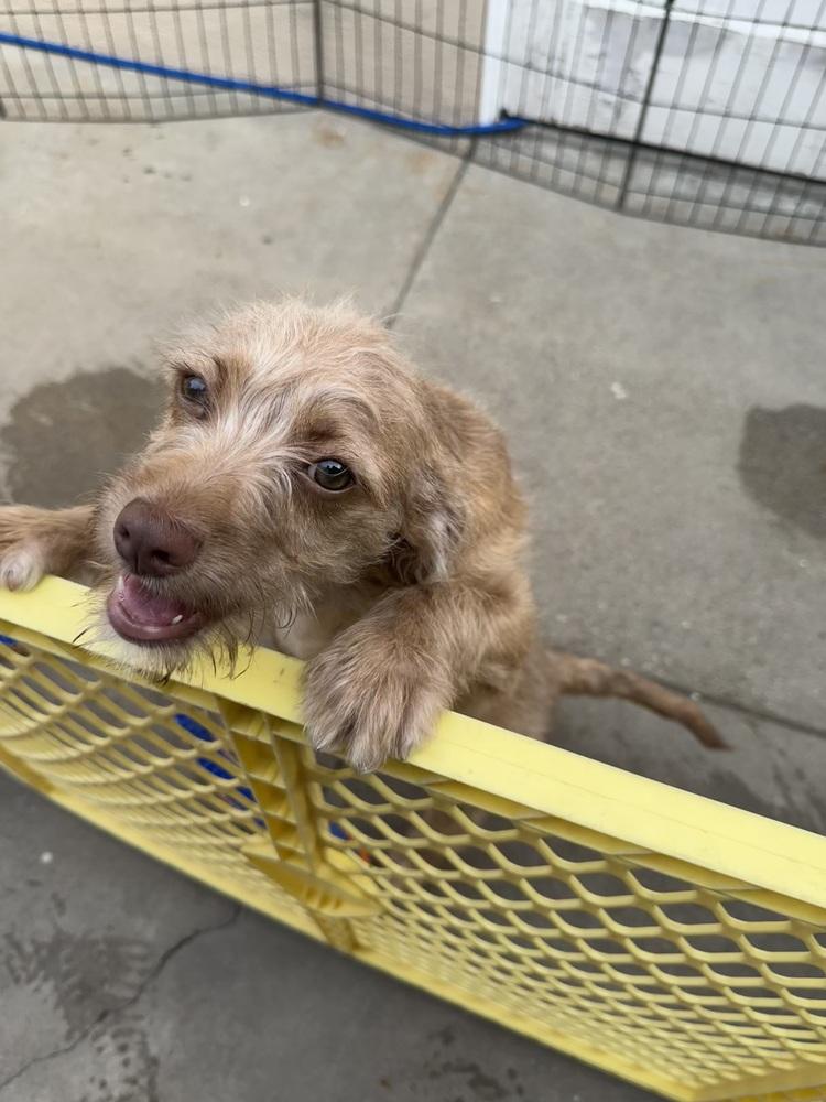 Skylar, a Adoptable mixed breed in San Diego, CA image 2/6