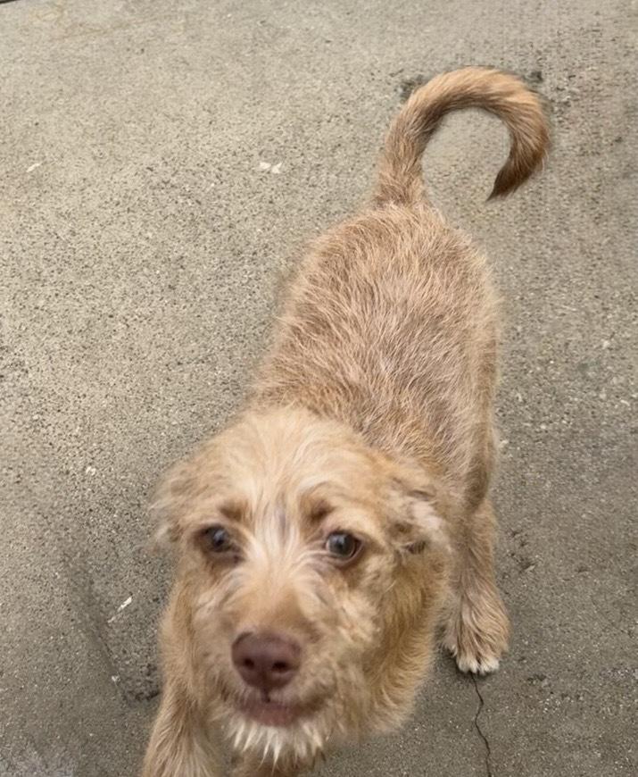 Skylar, a Adoptable mixed breed in San Diego, CA image 3/6
