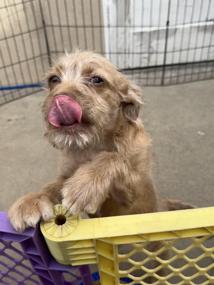Skylar, a Adoptable mixed breed in San Diego, CA image 4/6