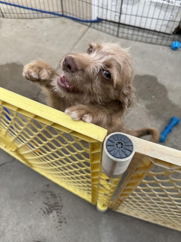 Skylar, a Adoptable mixed breed in San Diego, CA image 5/6