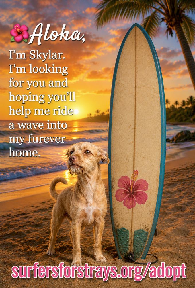 Skylar, a Adoptable mixed breed in San Diego, CA image 6/6