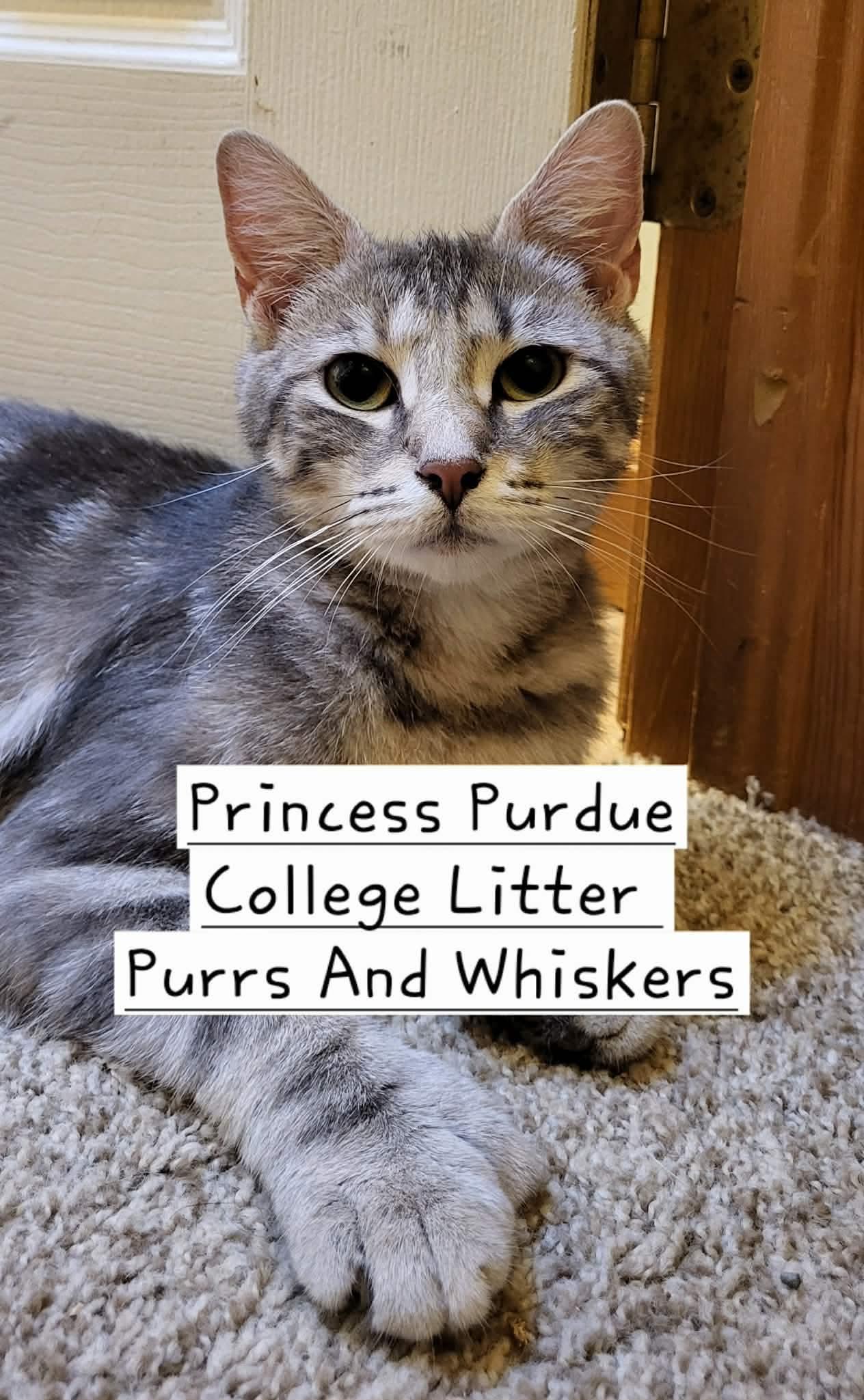 Princess Purdue, Adoptable, Young Female Domestic Short Hair.