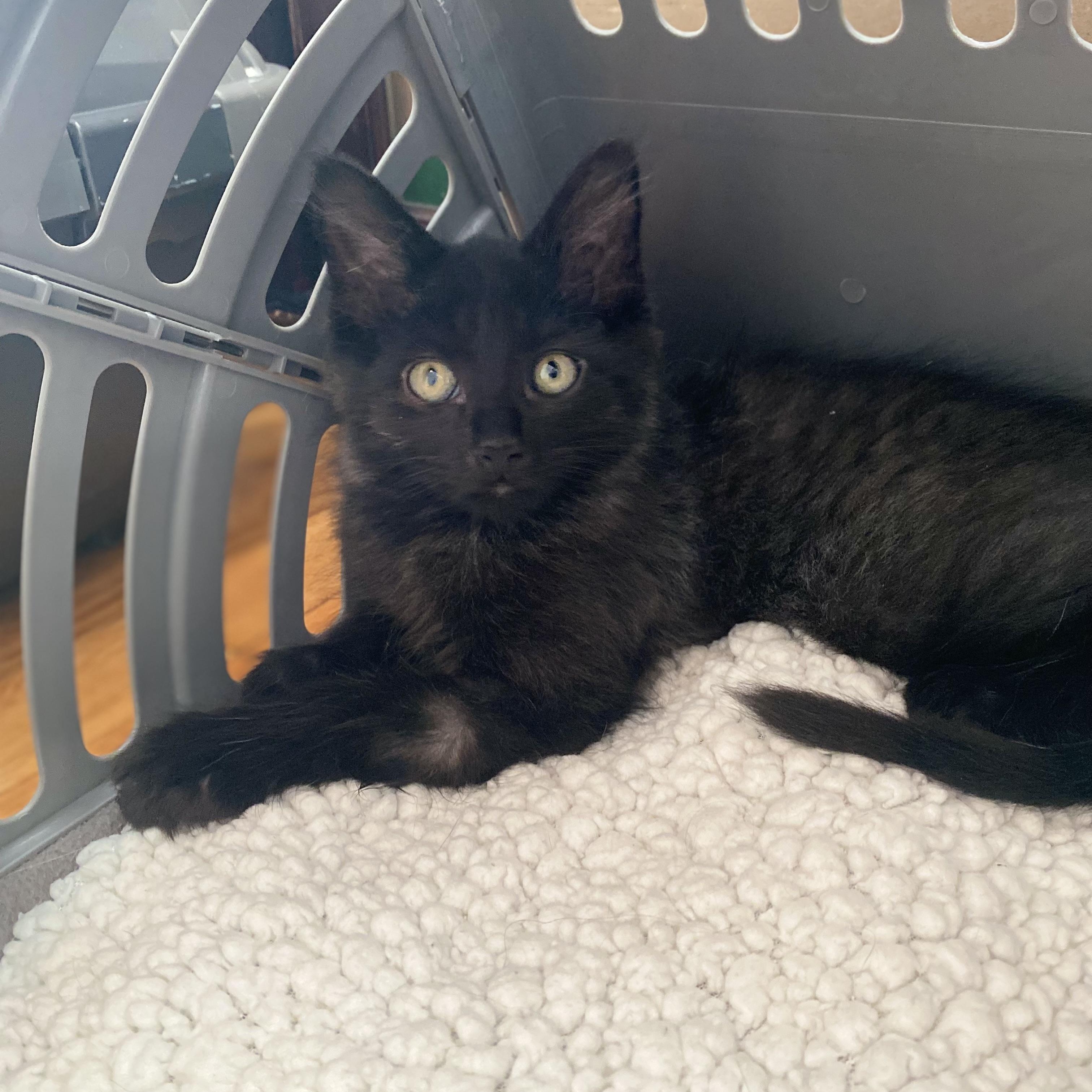 Ella, a Adoptable Domestic Long Hair in Alexandria, VA image 2/6