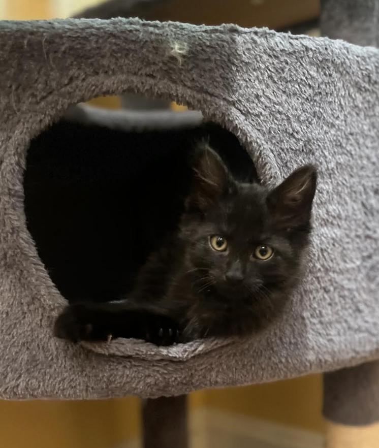 Ella, Adoptable, Kitten Female Domestic Long Hair.