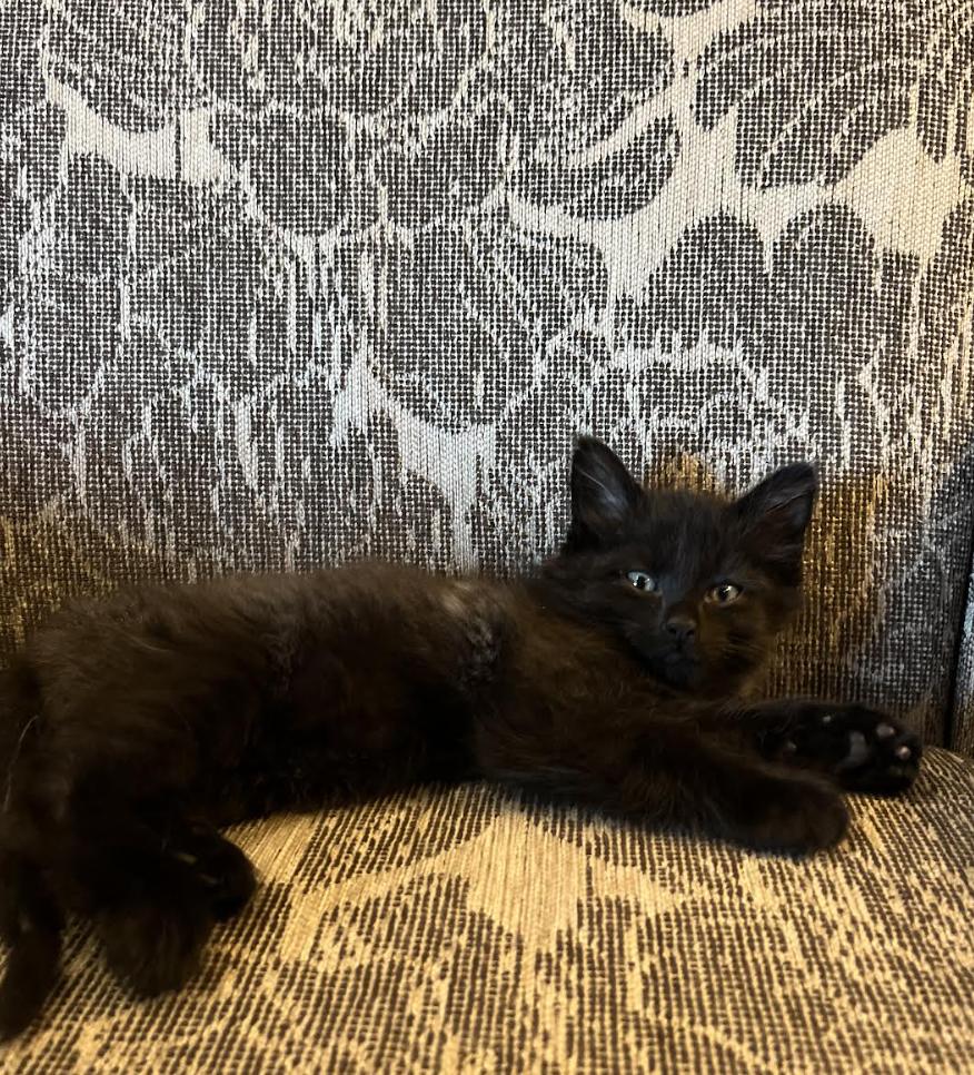 Ella, a Adoptable Domestic Long Hair in Alexandria, VA image 3/6