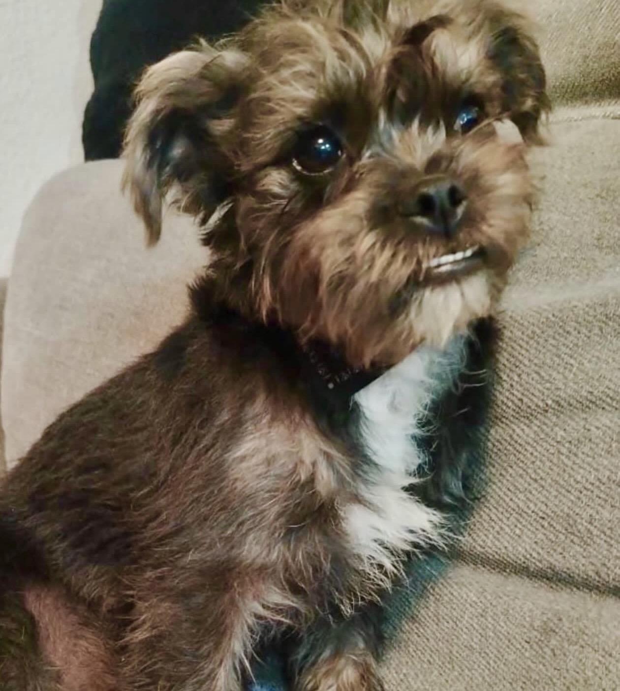 Skye, adopted, Puppy Female Wirehaired Terrier.