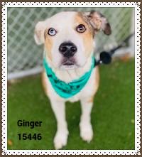 GINGER see also BELLA, ADOPTABLE, Senior Female Australian Shepherd.