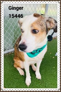 Enlarge GINGER see also BELLA, a ADOPTABLE mixed breed in Marietta, GA image 2/6