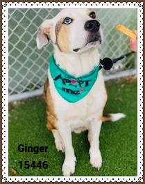 Enlarge GINGER see also BELLA, a ADOPTABLE mixed breed in Marietta, GA image 4/6