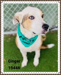 Enlarge GINGER see also BELLA, a ADOPTABLE mixed breed in Marietta, GA image 5/6