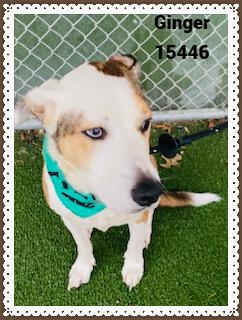 Enlarge GINGER see also BELLA, a ADOPTABLE mixed breed in Marietta, GA image 6/6