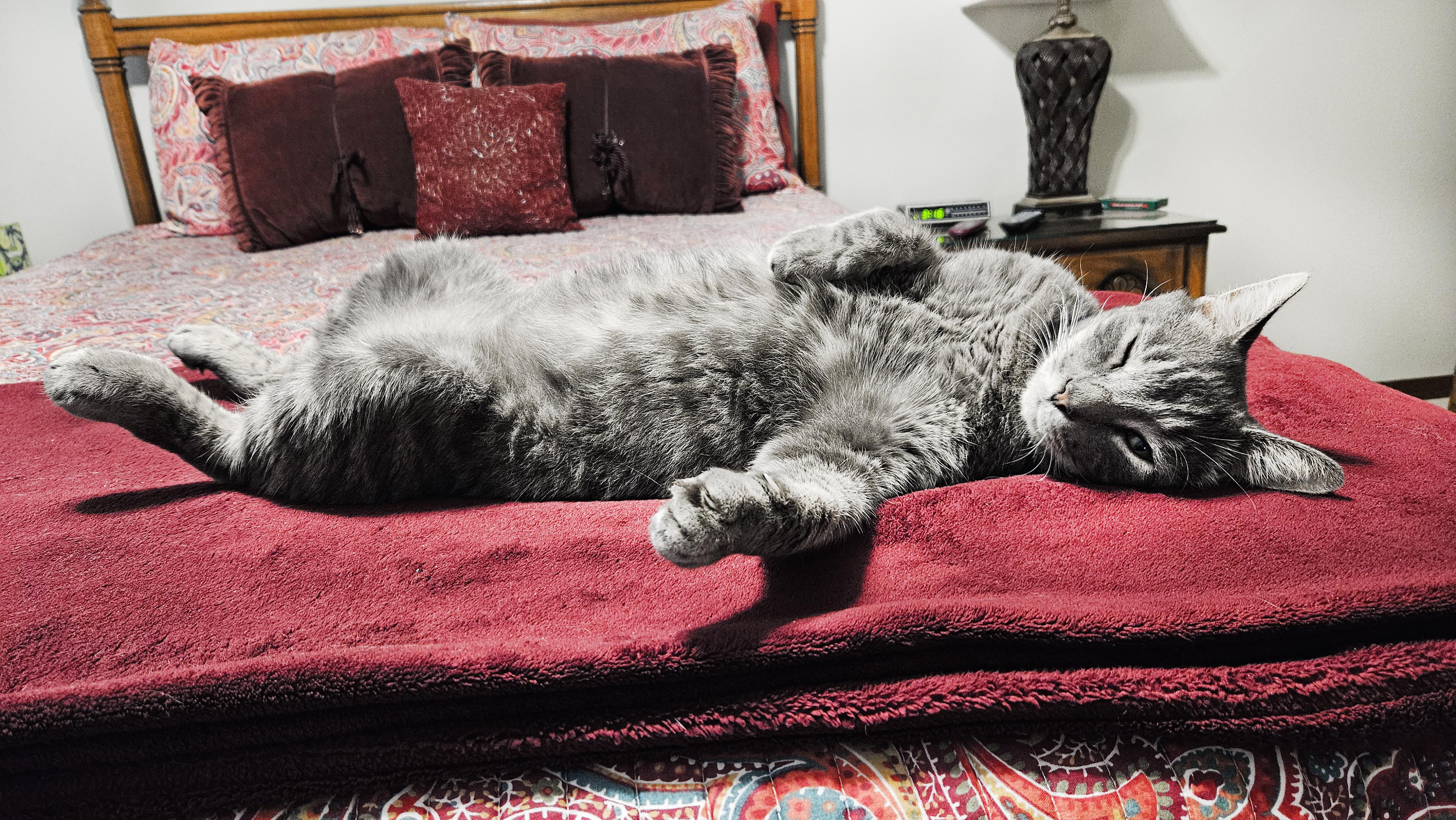 Earl Grey, a Adopted Domestic Short Hair in Orlando, FL image 3/5