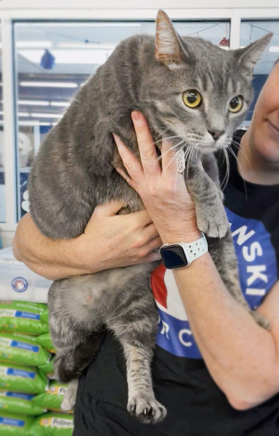 Earl Grey, a Adopted Domestic Short Hair in Orlando, FL image 5/5