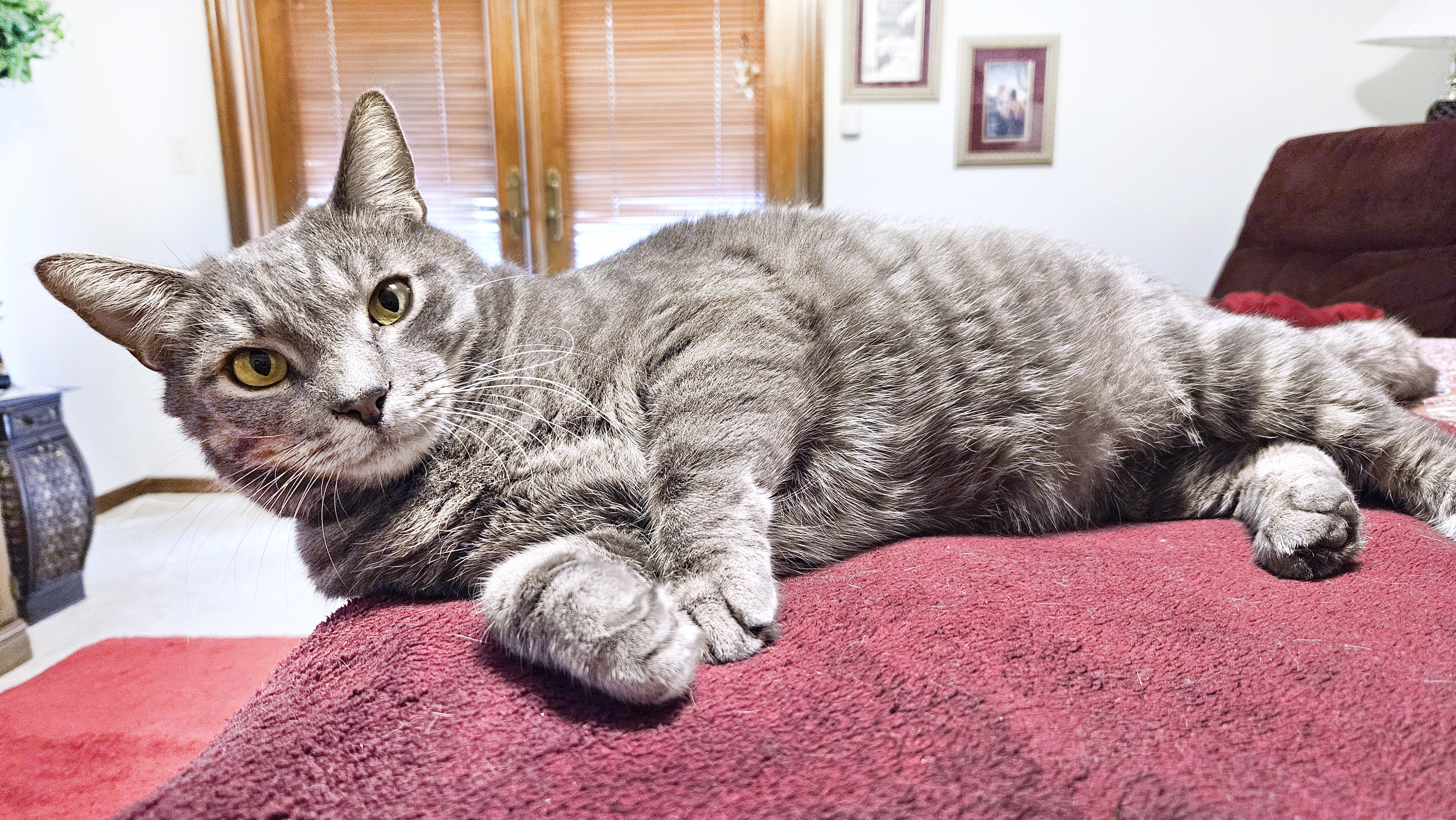 Earl Grey, Adopted, Adult Male Domestic Short Hair.