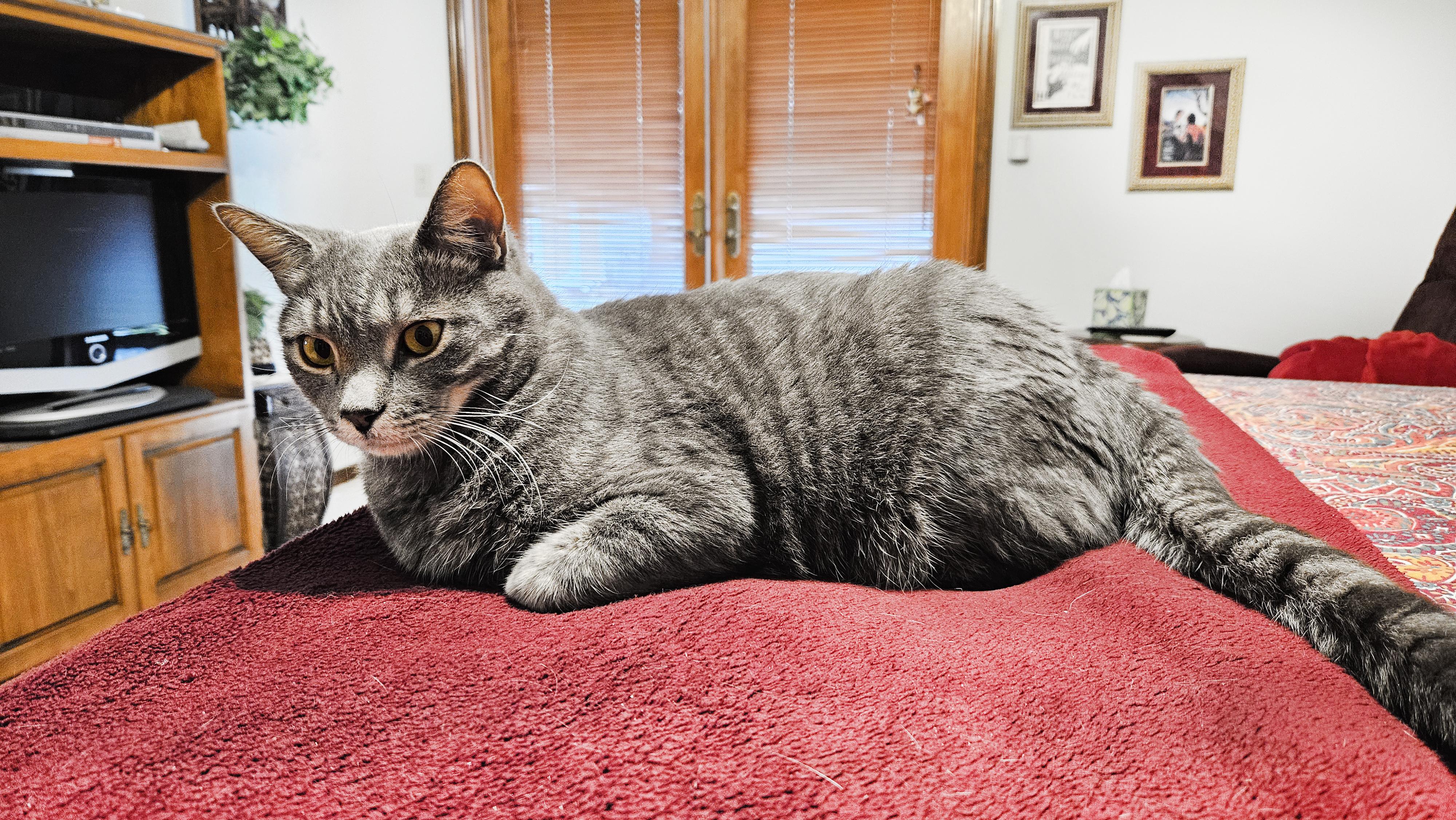 Earl Grey, a Adopted Domestic Short Hair in Orlando, FL image 2/5