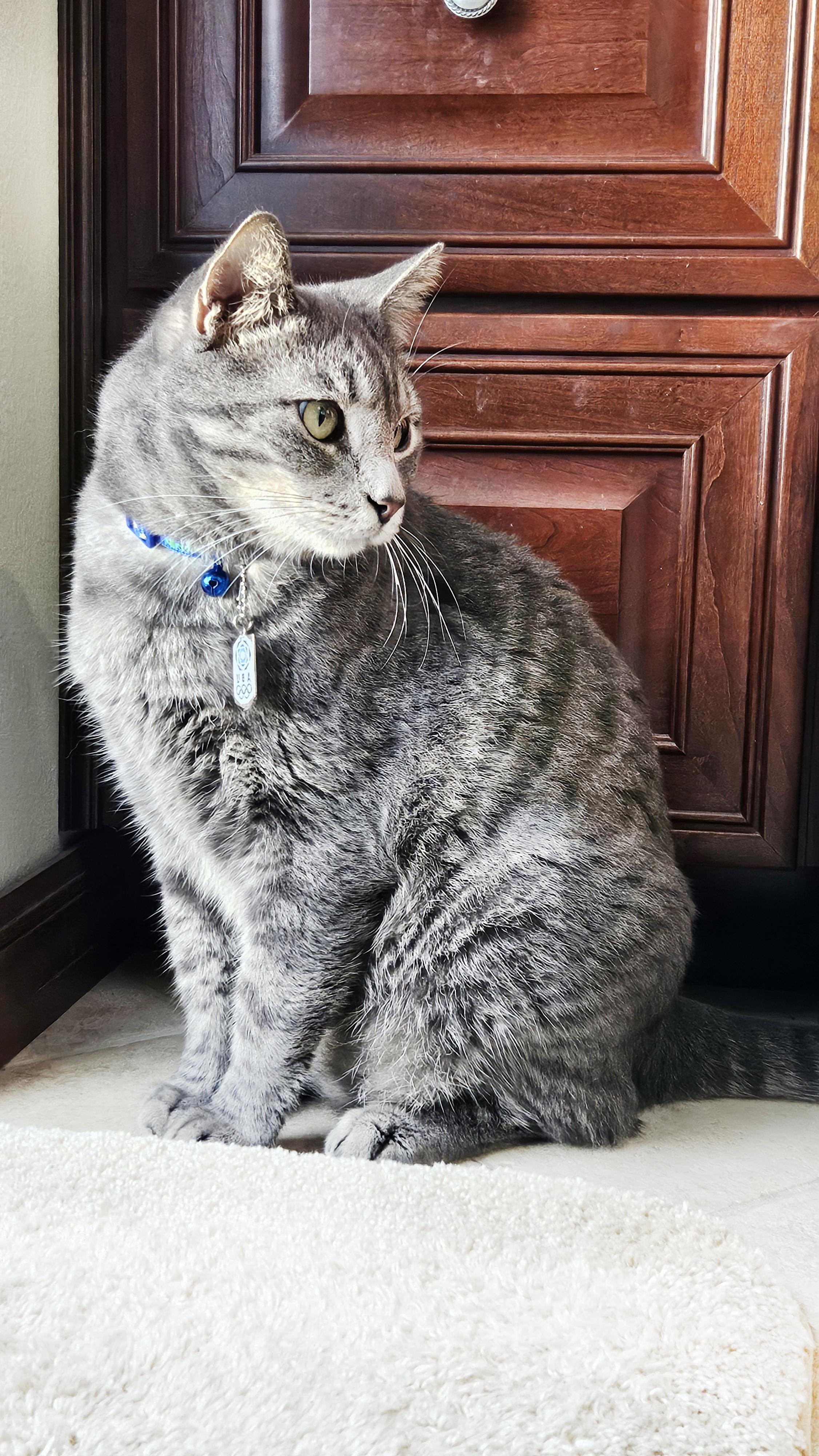 Earl Grey, a Adopted Domestic Short Hair in Orlando, FL image 4/5