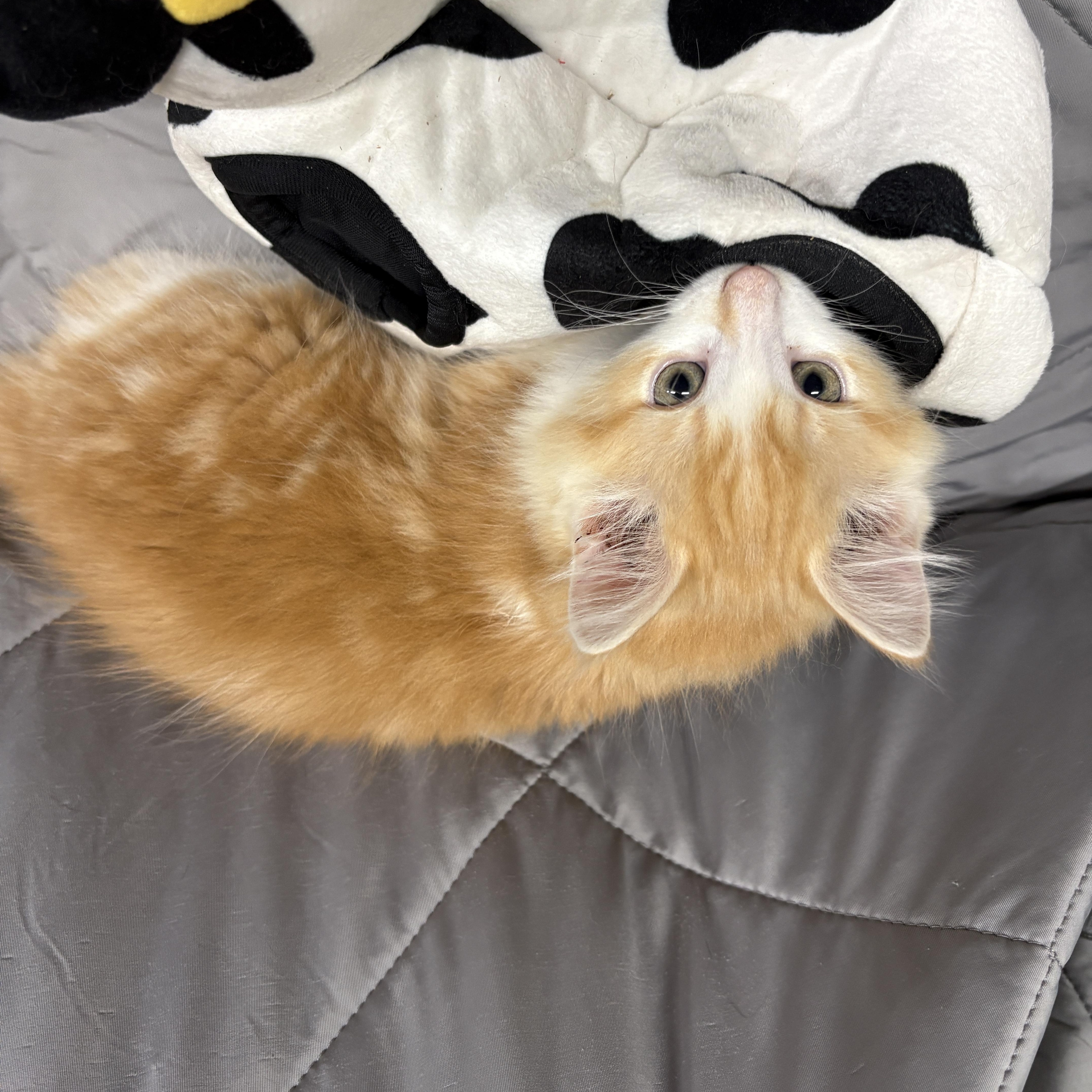 Enlarge LYRIC, a Adopted Domestic Long Hair in Tillsonburg, ON image 4/5