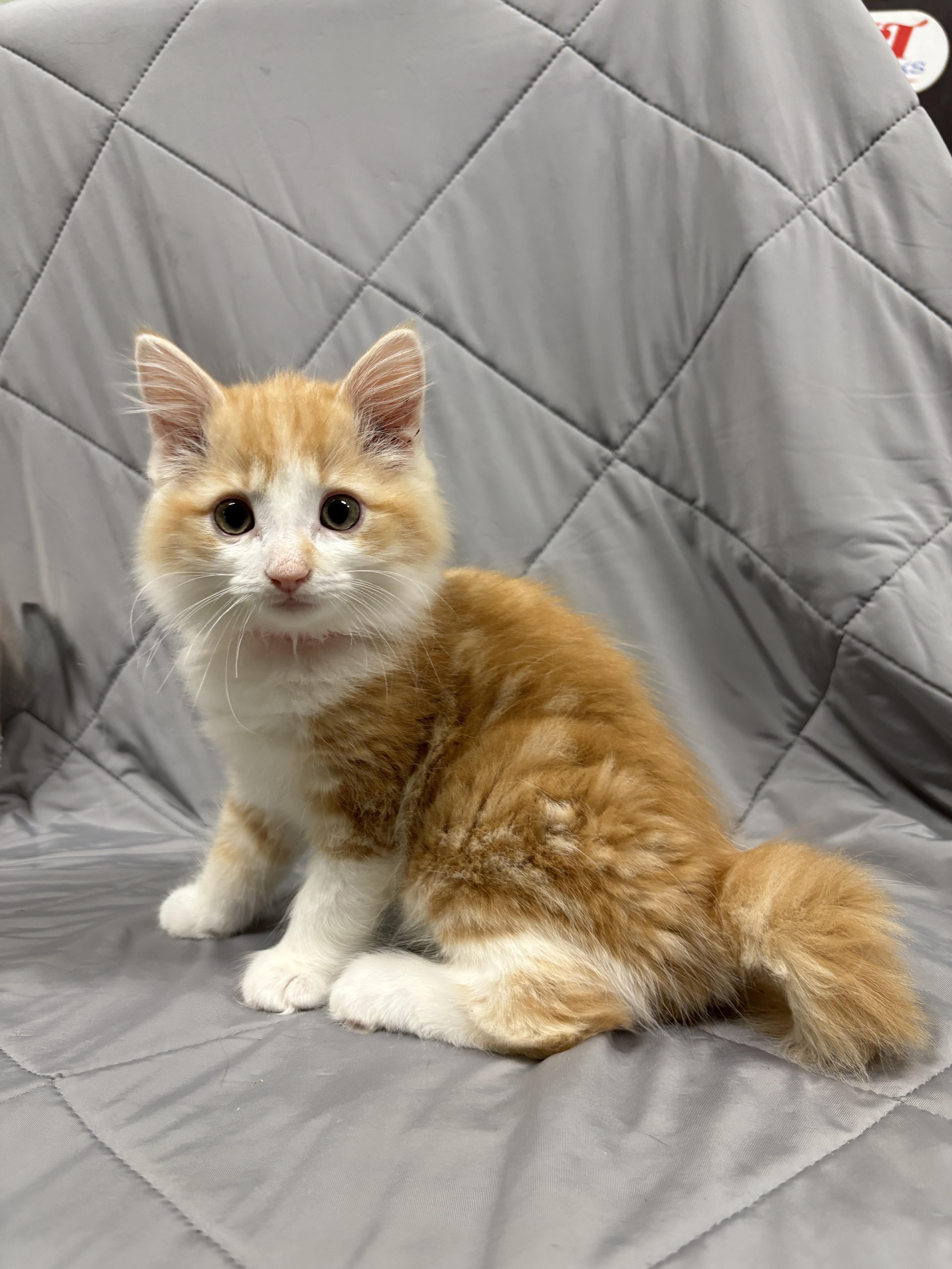 Enlarge LYRIC, a Adopted Domestic Long Hair in Tillsonburg, ON image 2/5
