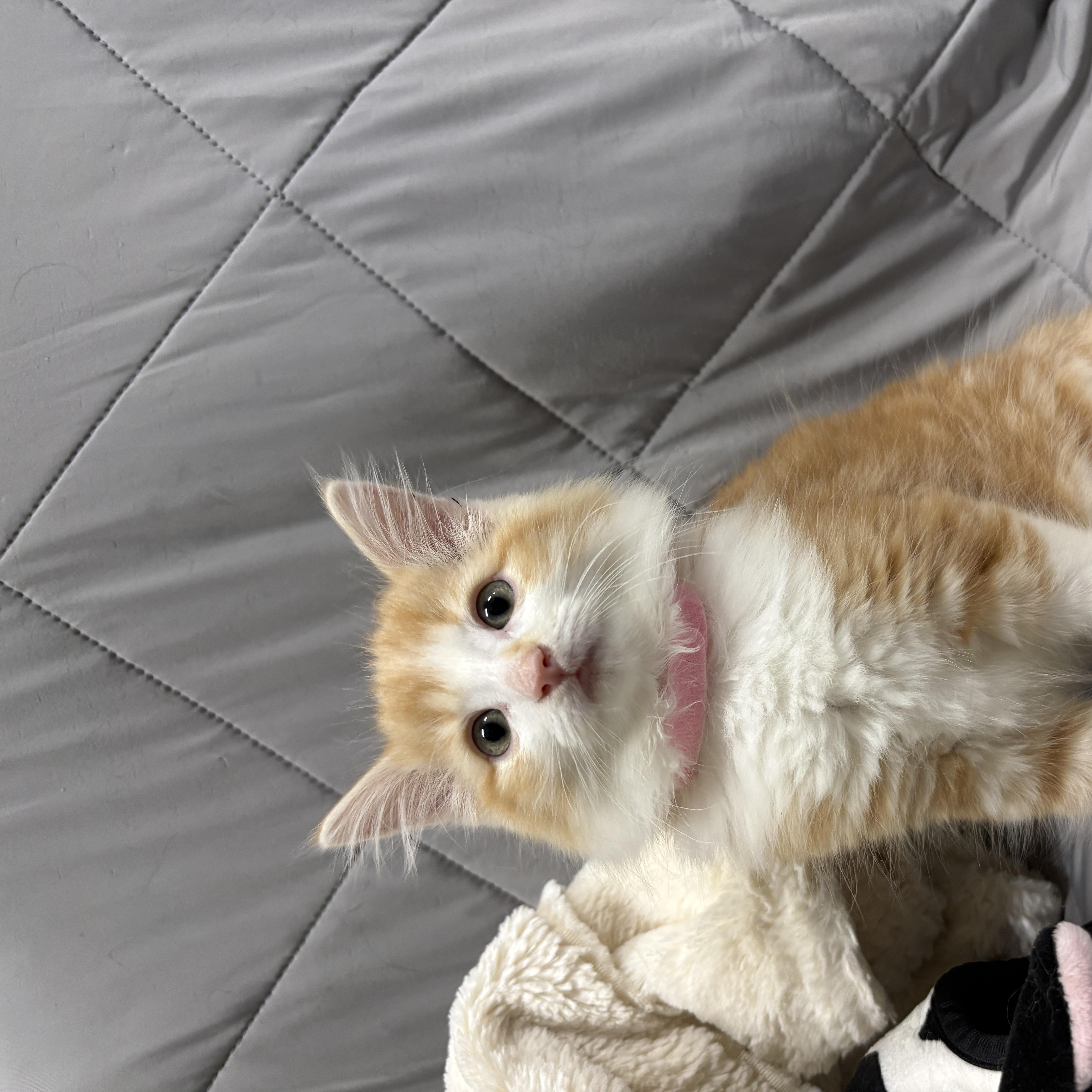 Enlarge LYRIC, a Adopted Domestic Long Hair in Tillsonburg, ON image 3/5
