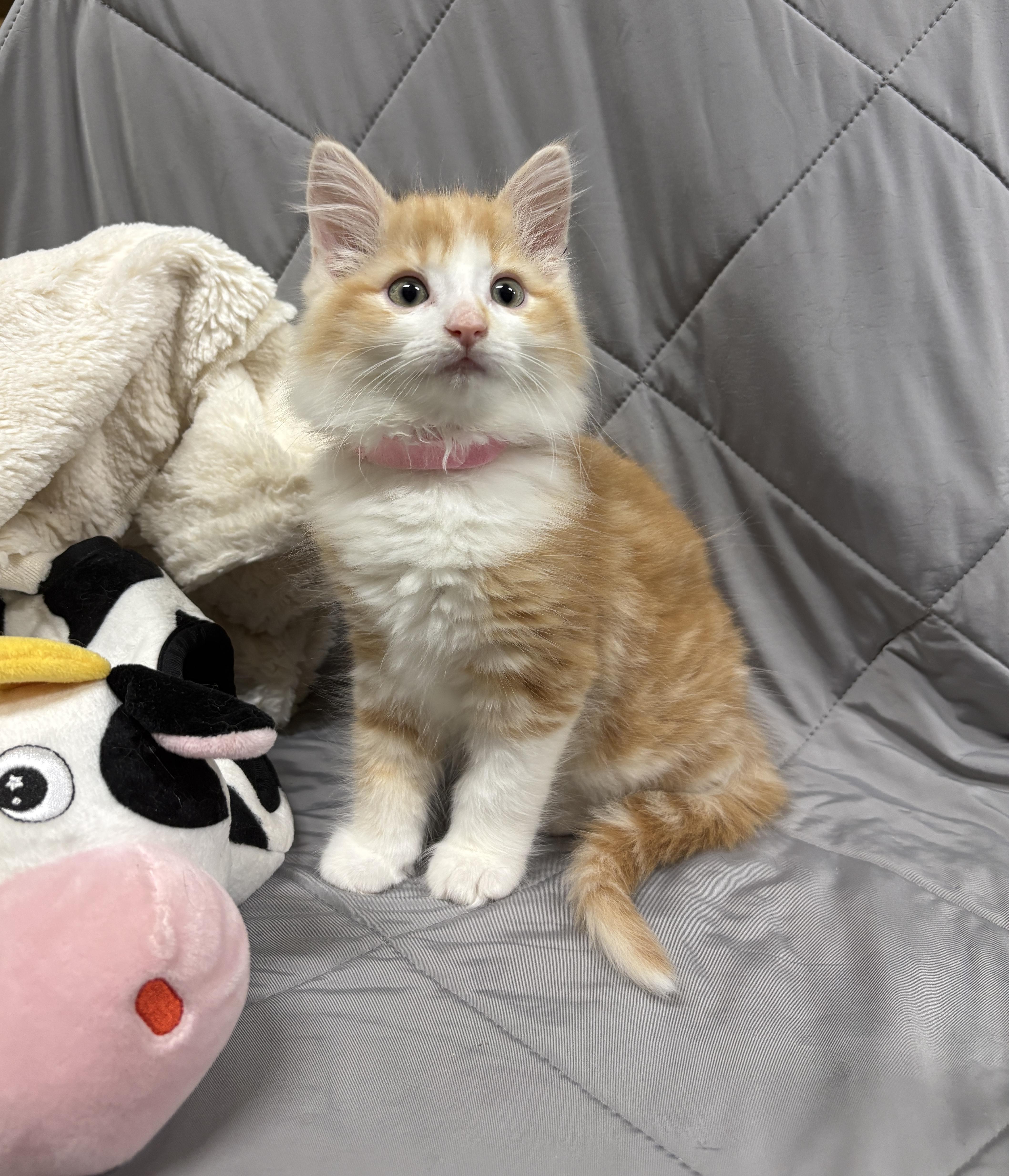 Enlarge LYRIC, a Adopted Domestic Long Hair in Tillsonburg, ON image 1/5