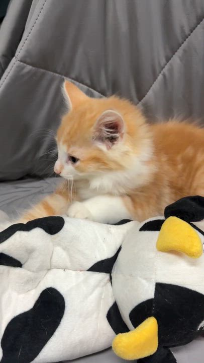Enlarge LYRIC, a Adopted Domestic Long Hair in Tillsonburg, ON video 5/5