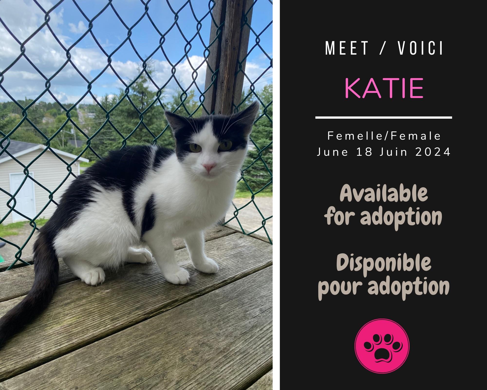 Enlarge Katie, a Adoptable Domestic Short Hair in Dsl De Drummond, NB image 1/1