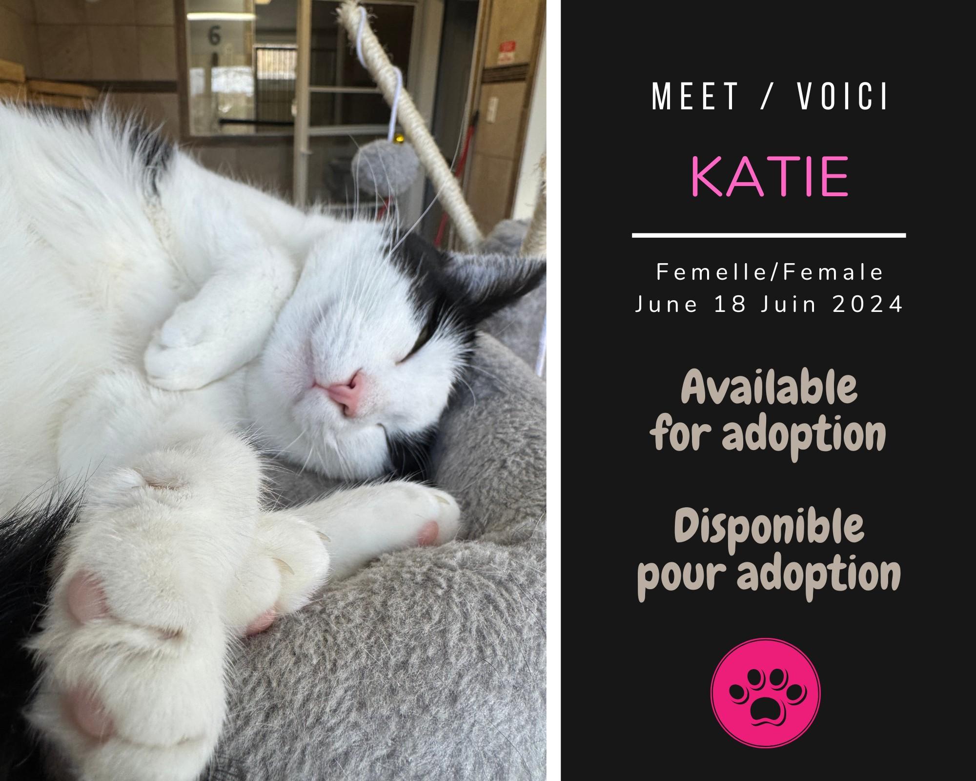Enlarge Katie, a Adoptable Domestic Short Hair in Dsl De Drummond, NB image 2/3