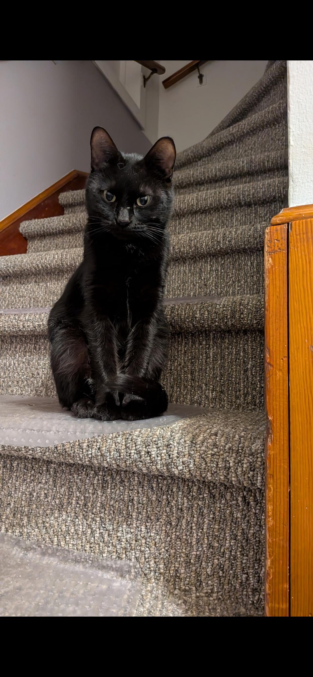 Loretta , Adoptable, Adult Female Domestic Short Hair.