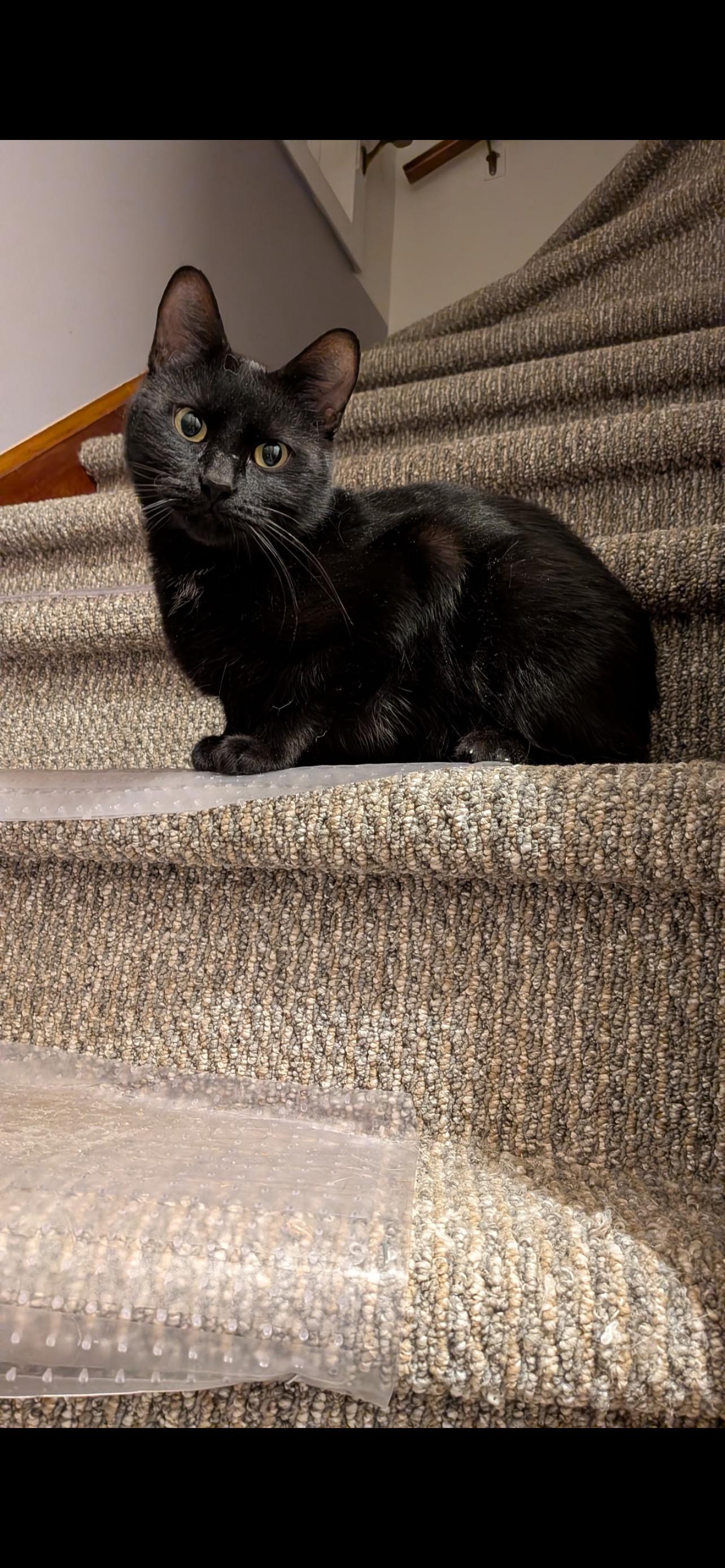 Enlarge Loretta , an adopted mixed breed in Milwaukee, WI image 1/3