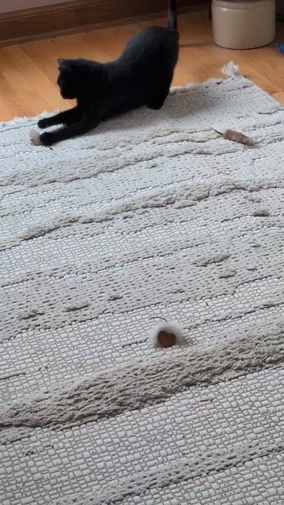 Enlarge Loretta , an adopted mixed breed in Milwaukee, WI video 3/3