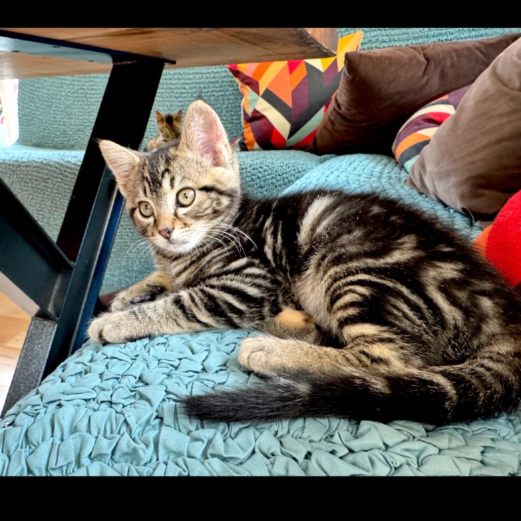 Cedar, Adoptable, Kitten Male Domestic Short Hair.