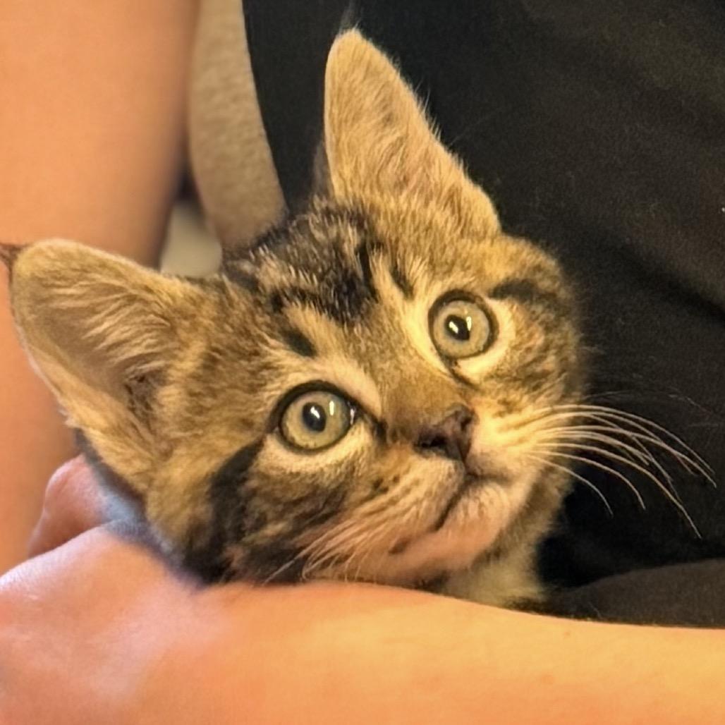 Cedar, a Adoptable Domestic Short Hair in Ashland, OR image 2/2