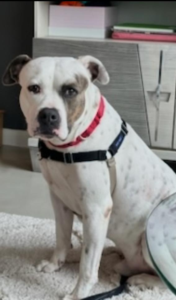 Wilbur - Florida **** Courtesy post ****, a Adoptable American Bulldog in Maryville, TN image 1/4