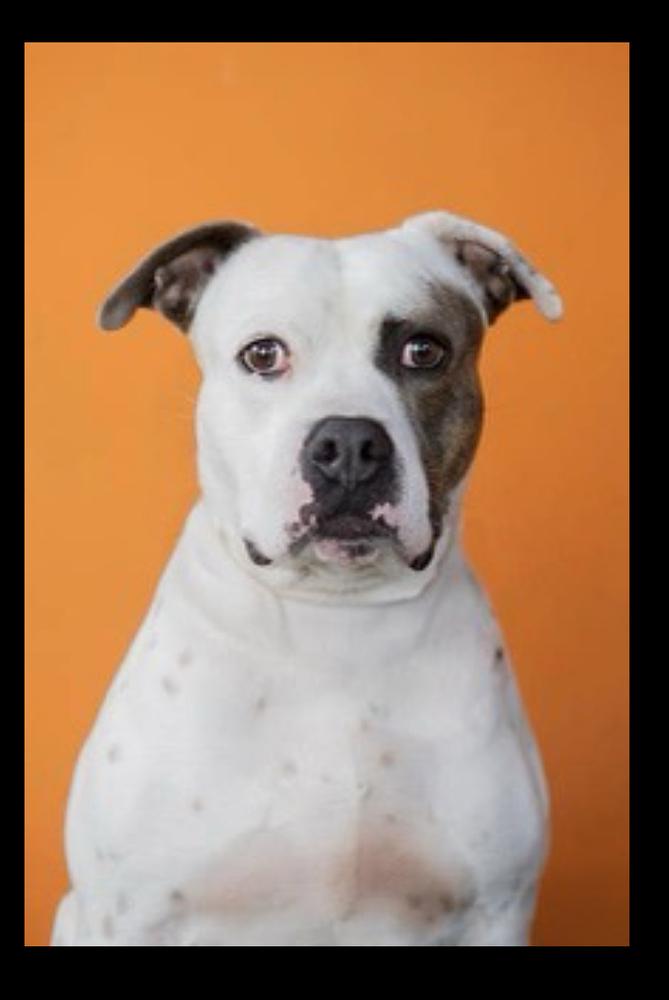 Wilbur - Florida **** Courtesy post ****, a Adoptable American Bulldog in Maryville, TN image 2/4