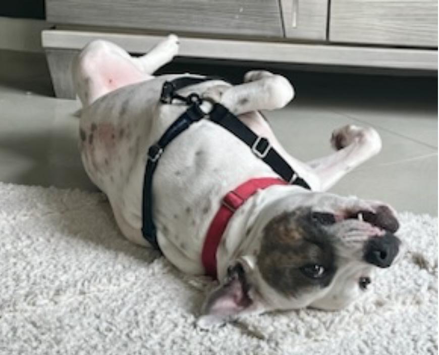 Wilbur - Florida **** Courtesy post ****, a Adoptable American Bulldog in Maryville, TN image 3/4