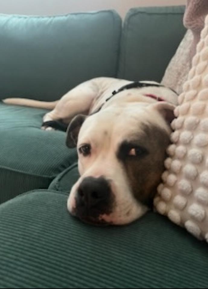 Wilbur - Florida **** Courtesy post ****, a Adoptable American Bulldog in Maryville, TN image 4/4